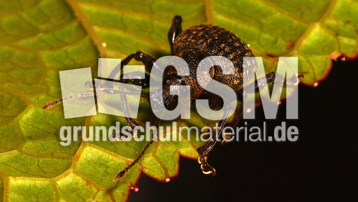 Kompakter Dickmaulrüssler (5).jpg